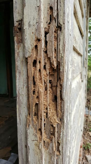 service termite